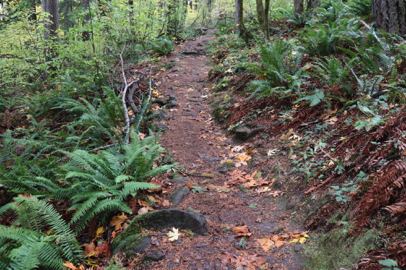 Mather Road Trail with large rock blocking half of the narrow trail – steep grade